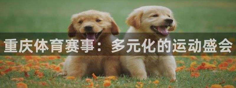 重庆体育赛事：多元化的运动盛会